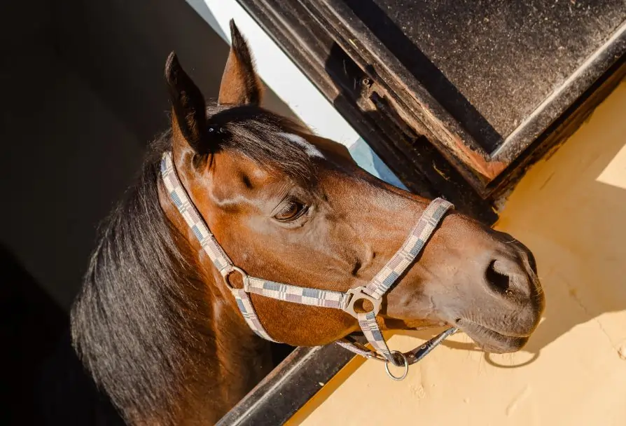Koń w stajni