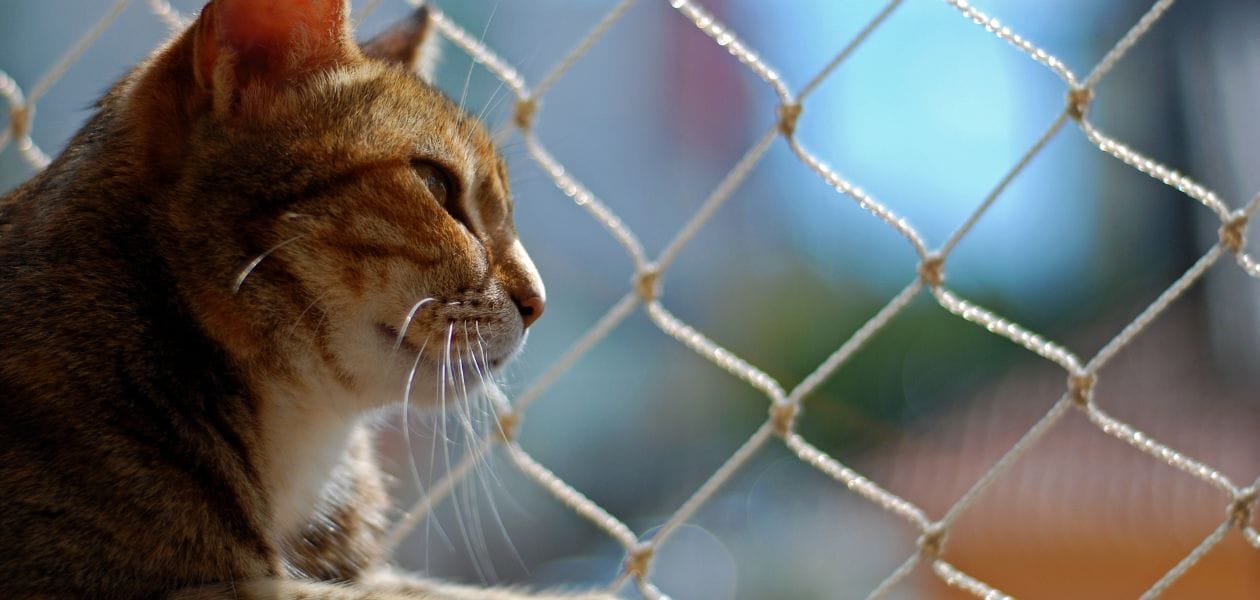 kot-patrzy-przez-siatke Kot za siatką ochronną