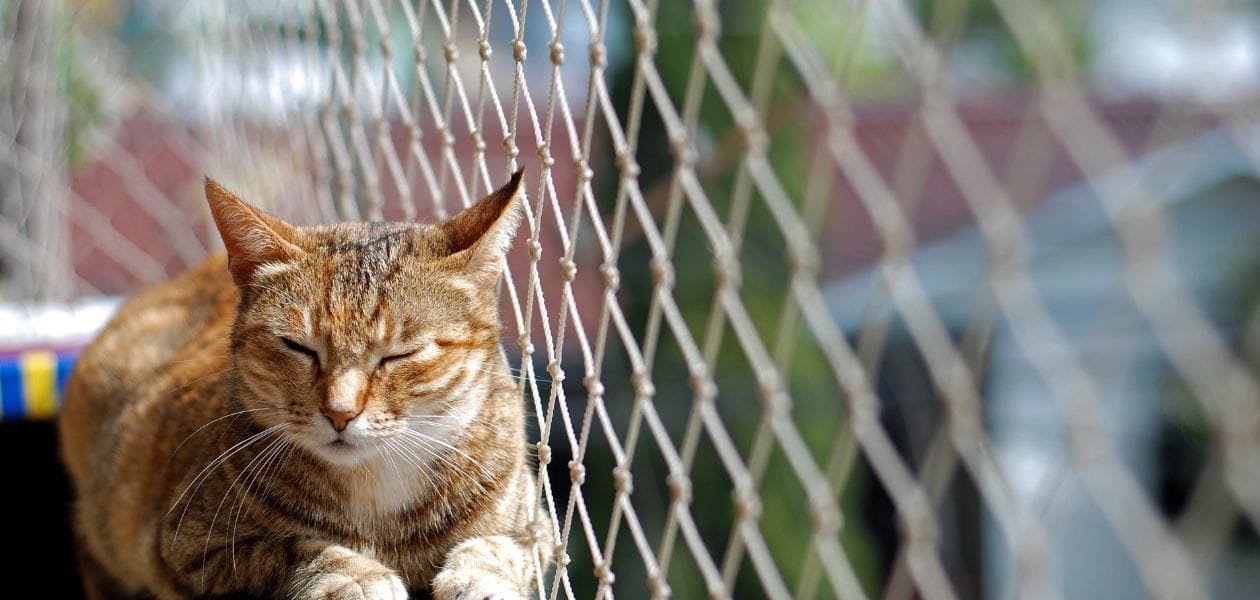 kot-w-sloncu Kot w promieniach słońca