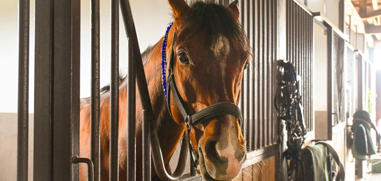 Koń w stajni